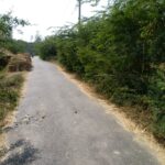 Road के किनारे उगीं कटीली झाड़ियॉं