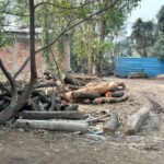 llegal wood trade