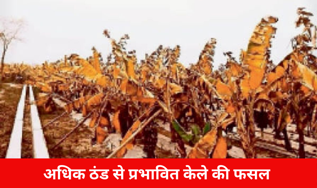 Dr. CB Singh ने बताया कि सूरज न निकलने व ठंड की वजह से नहीं पक रहे टमाटर