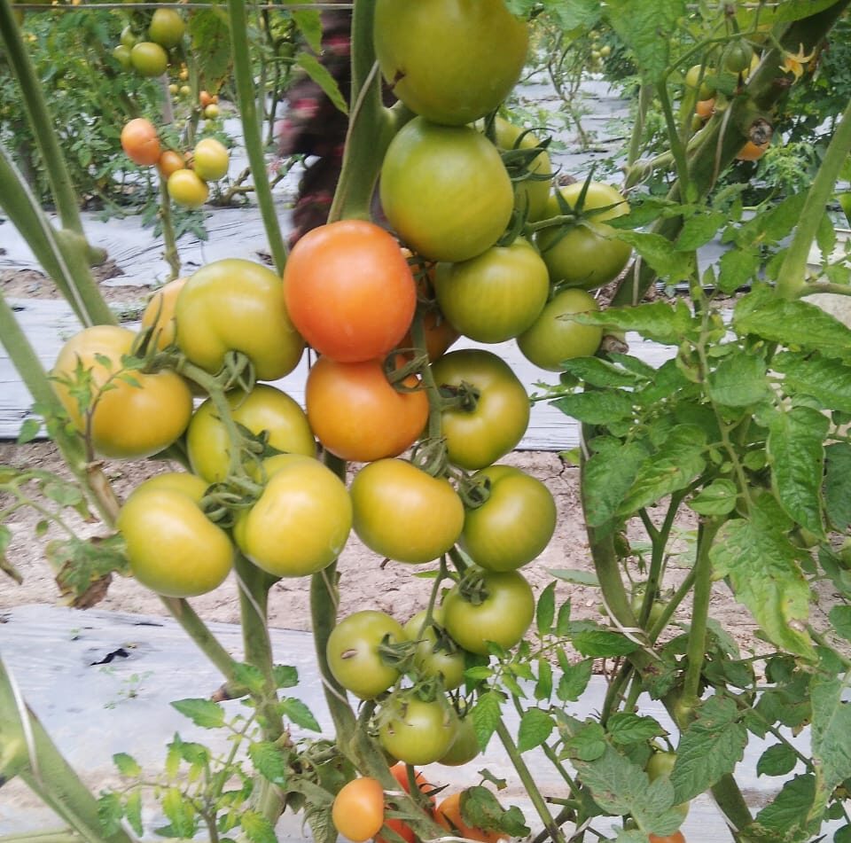 Dr. CB Singh ने बताया कि सूरज न निकलने व ठंड की वजह से नहीं पक रहे टमाटर