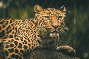 Leopard