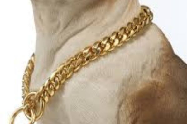 Pet Dog