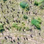 Plant Spaling : भारत ने बनाया एक घंटे में 5 लाख से अधिक पौधे लगाकर विश्व रिकॉर्ड बनाया
