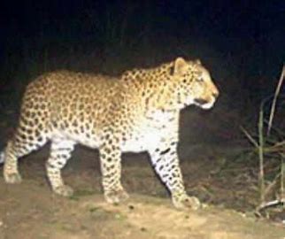 Leopard in bijnor