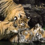 Largest Tiger Reserve in India : देश का तीसरा सबसे बड़ा टाइगर रिजर्व अब छत्तीसगढ़ में