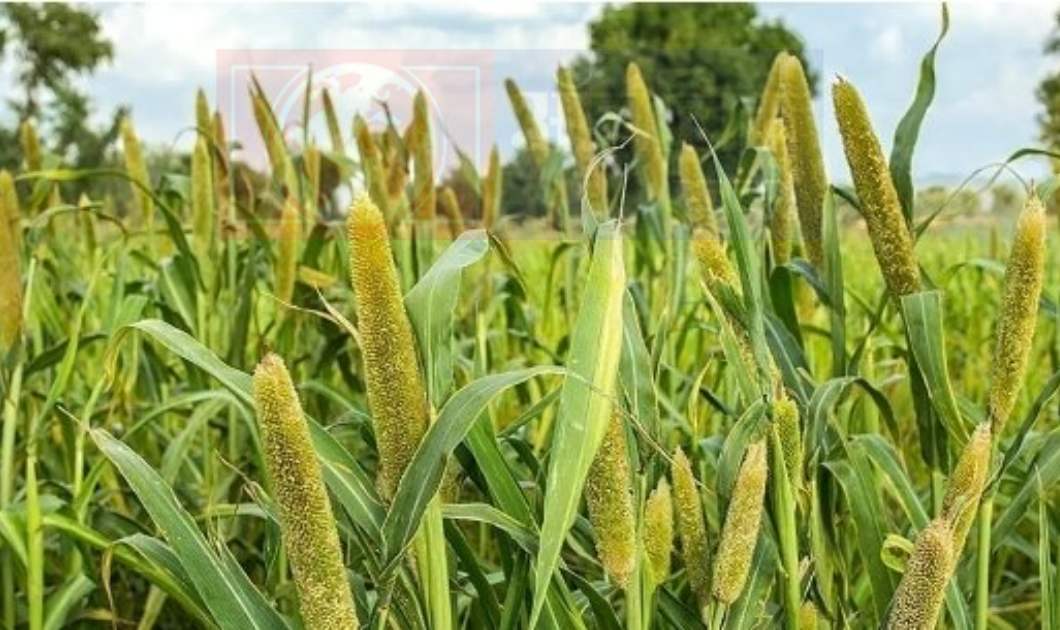 Millets Mission : गवर्नमेंट क्यों मोटे अनाज के उत्पादन पर दे रही है जोर, खाने के फायदे