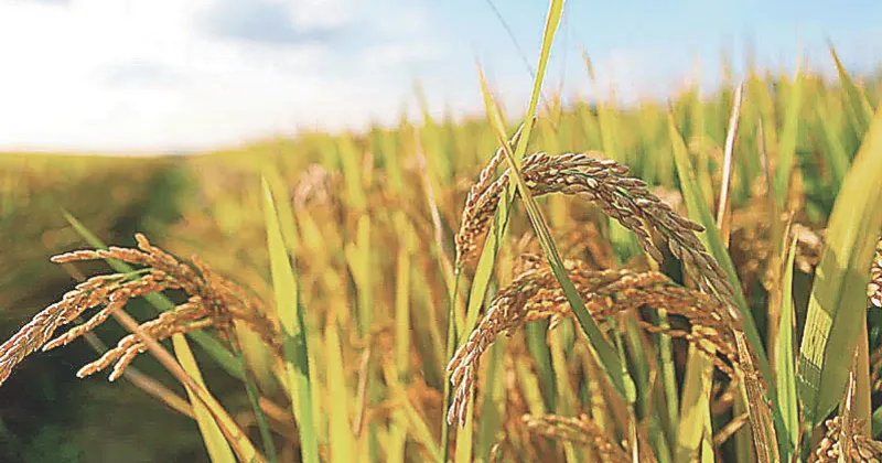 MSP for kharif Crops: मोदी ने किसानों को दी बड़ी सौगात, 5 बड़े फैसलों ने बदल दी किसानों की जिंदगी 1 MSP for Kharif Crops: किसानों को मोदी सरकार की बड़ी सौगात, 5 फैसलों से बदले हालात