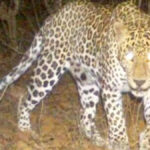 Leopard in JNU